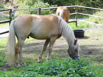 Urlaub mit eigenem Pferd