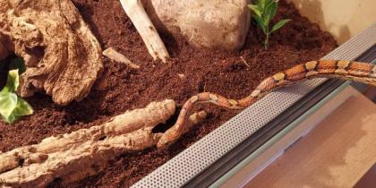 Adulte weibliche Kornnatter inkl. vollausgestattetem Terrarium abzugeben