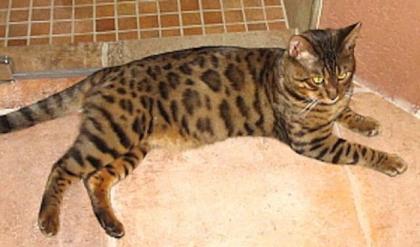 DECKKATER Bengalkater Azur steht wieder ihre Damen zur Verfügung