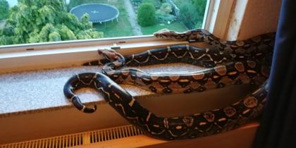 2 Boa Constrictoren - Imperator Mix