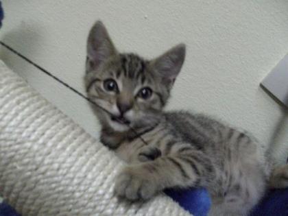 Kater sucht neues zu hause
