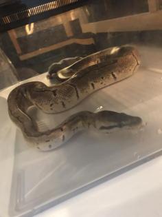 Komplett Terrarium mit 2 königspythons