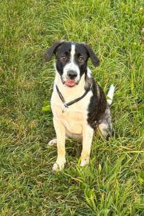 Meilo sucht dringend ein neues Zuhause