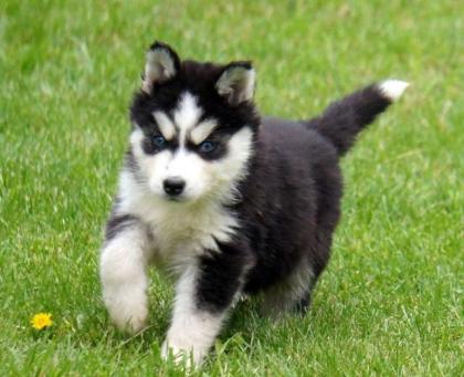 Unsere Siberian Husky WelpenWelpen