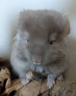 Chinchilla Babys Angora / Angoraträger suchen ein Zuhause