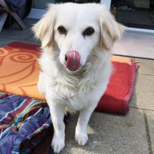 Suki / Status sucht ein Zuhause