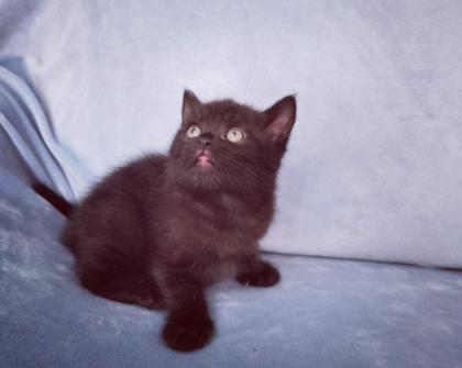 Kitten, Katzen Babys