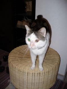 Gismo sucht ein liebevolles zu Hause
