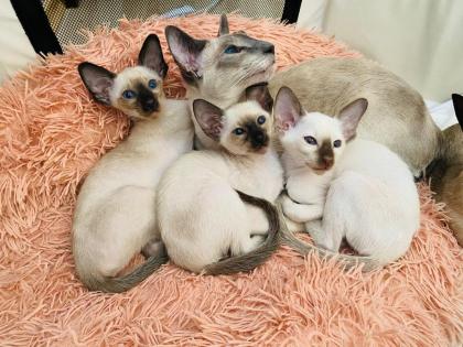 Siamesen kitten kleinen Seelenträger