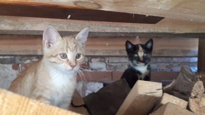 Kätzchen, kleine Kater