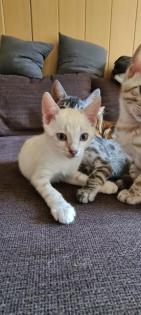 Bengal Kitten snow lynx mink