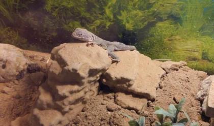 Halsbandleguan Pärchen in liebevolles Zuhause abzugeben.