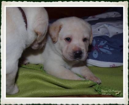 Wir haben einen tollen Wurf Labradorwelpen in hell /dunkelgelb