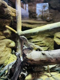 Stachelschwanzwaran Varanus acanthurus männlich, ca. 5 Jahre alt