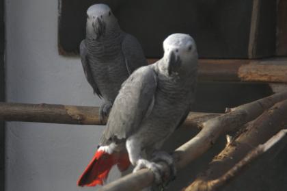 2 junge und kräftige Kongo Graupapageien Hahn und Henne abzugeben
