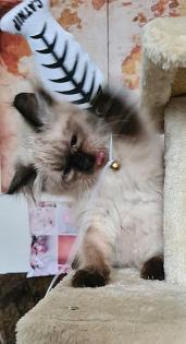Wunderschöne Neva Masquarade Kater mit Stammbaum