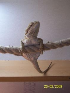 Süße Bartagame
