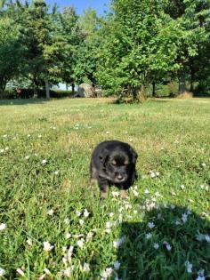 Border Collie - Labrador Welpen Mischlinge