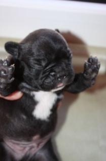 Französische bulldogge /o . papiere reinrassig, gesund und freiatmend HD frei