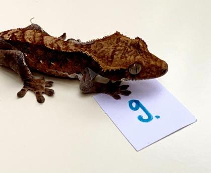 Kronengeckos Rhacodactylus syn. Correlophus ciliatus