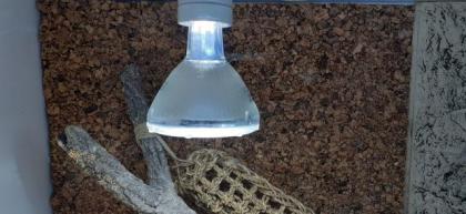 Terrarium Komplettset mit Farbbartagame