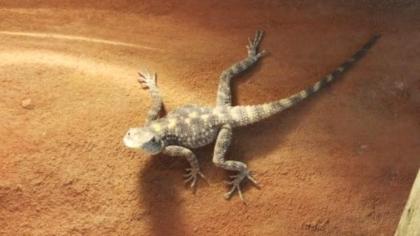 Hardunnachzuchten Stellagama stellio brachydactyla