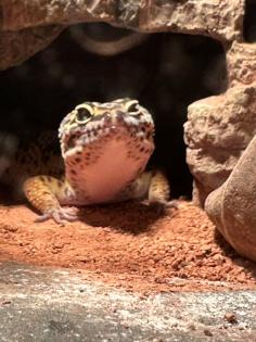 Leopardgecko-Männchen