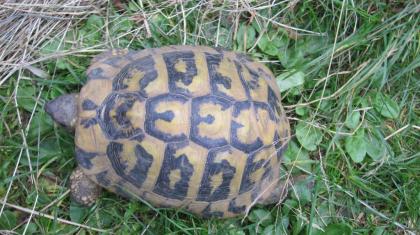 1 Griechische Landschildkröte T. H. B. , männlich, 12 Jahre alt