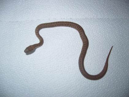 Antaresia Childreni
