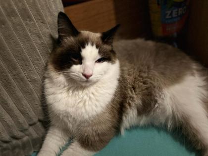 Kater Siam Ragdoll 7 Monate