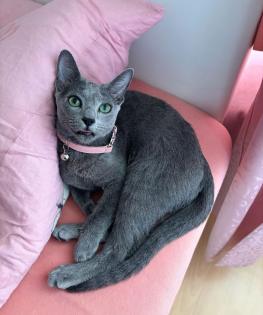 Wunderschöne Russisch Blau Katze sucht neues Heim