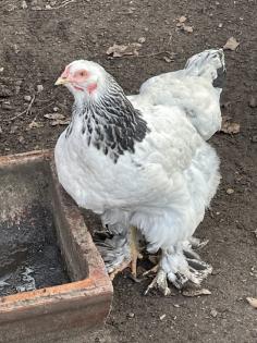 Bruteier Brahma gelockt und glatt