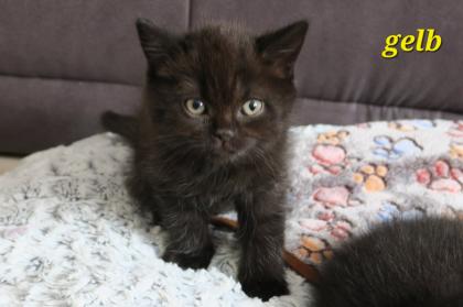 Reinrassige Britisch Kurzhaar BKH Kitten, Vater mit Stammbaum