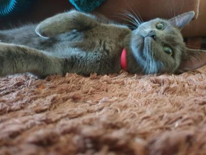 Suche Deckkater