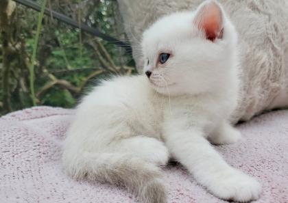 Britisch Kurzhaar BKH Kitten in chocolate und lilac tabby point