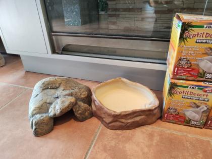 Bartagame m mit großem Terrarium, Quarantäneterrarium inkl. Beleuchtung und viel Zubehör
