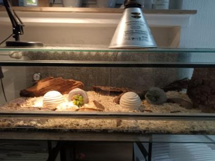 10 Monate alte Kornnatter mit Terrarium