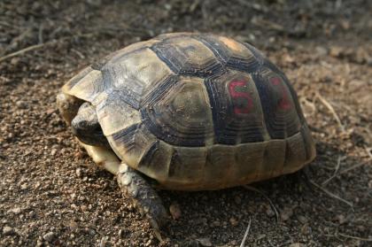 Maurische Landschildkröten, Testudo graeca ibera eigene Nachzuchten von 2023, 22, 21 und 20.