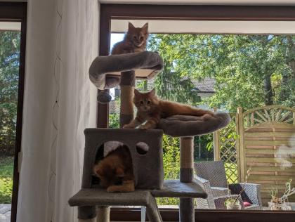 Wundervolle Maine Coon Kitten