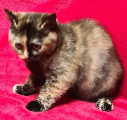 BKH Mädchen in creme und Black-Tortie