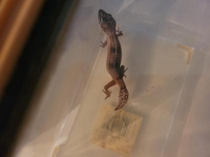 VK 3 leopardengekos weibchen