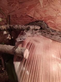 Boa Constrictor Imperator het anery jungle