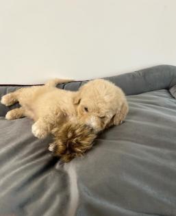 Maltipoo F1b Welpen