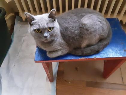Reinrassige BKH Kitten sofort Abholbereit