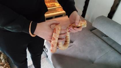 Kornattern 2 Stück eine Albino und eine Naturell