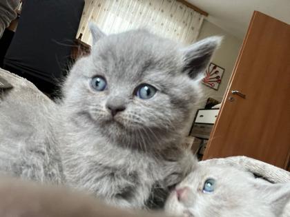 2 BKH Kitten an liebevolle Hände abzugeben