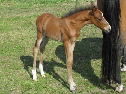 Deutsches Reitponyhengstfohlen 2021