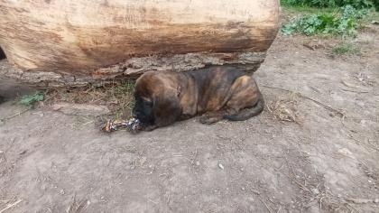 Hannoversche Schweißhunde