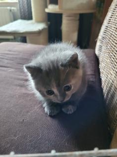 4 Kitten suchen ein neues Zuhause