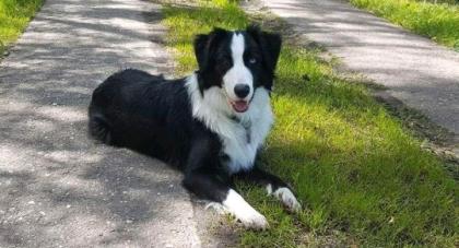Border Collie Shepherd Mix Blue